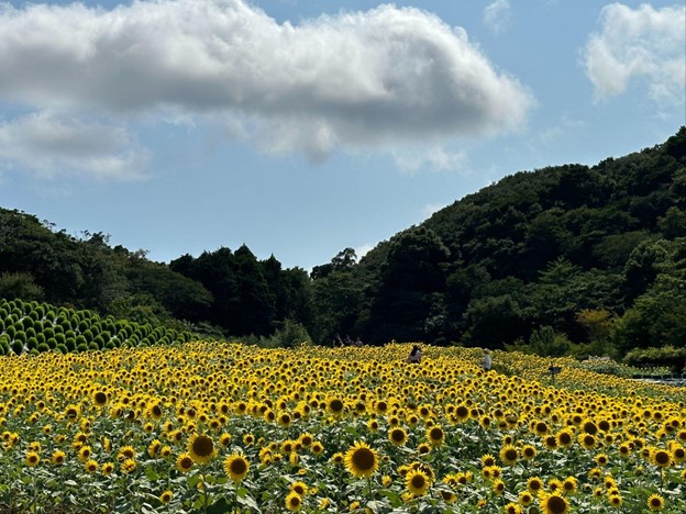 Nabana no Sato Shima City Tourist Farm