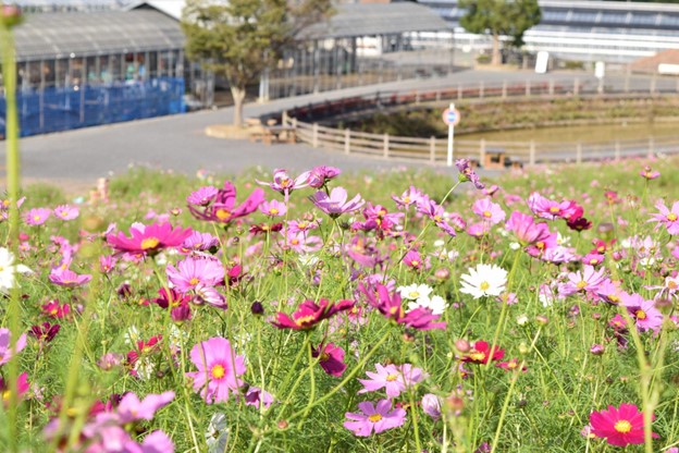 Nabana no Sato Shima City Tourist Farm