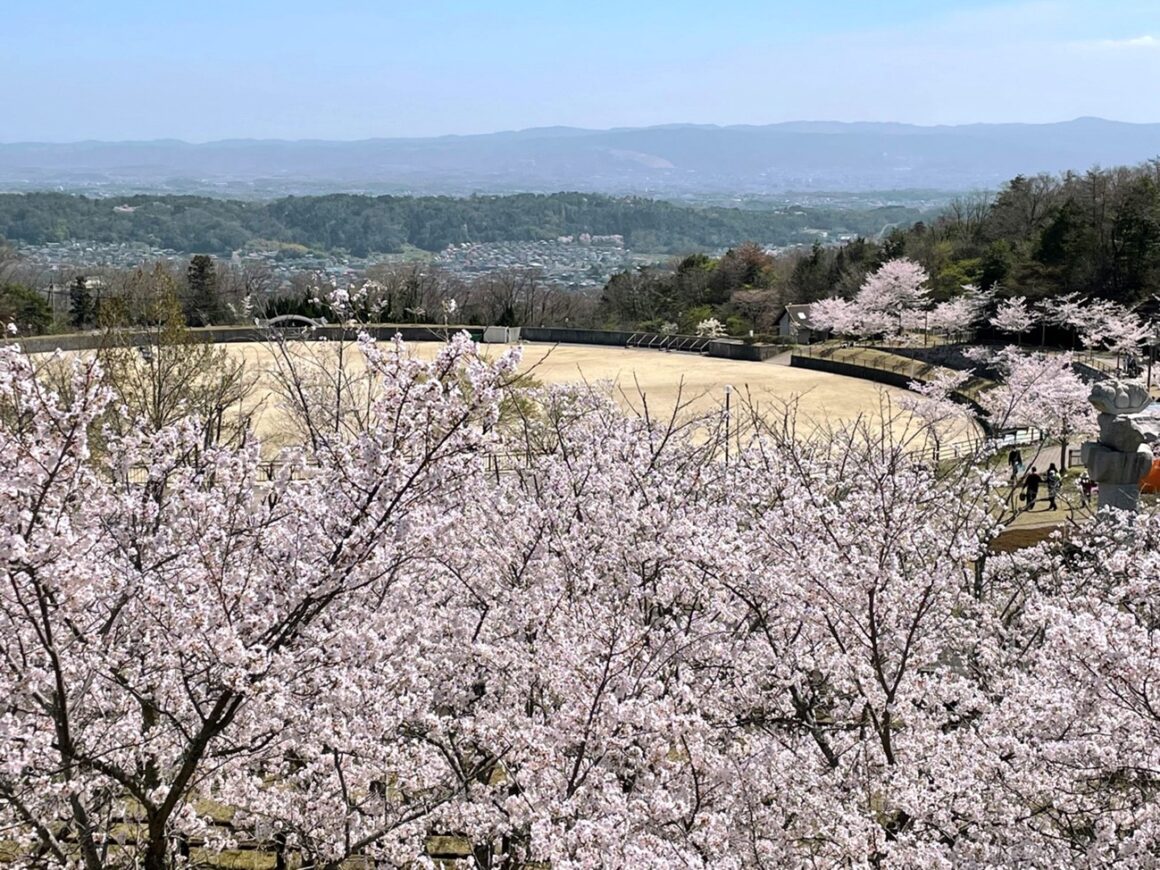 Nara's cherry blossoms on Kintetsu sightseeing train : Aoniyoshi & Blue Symphony