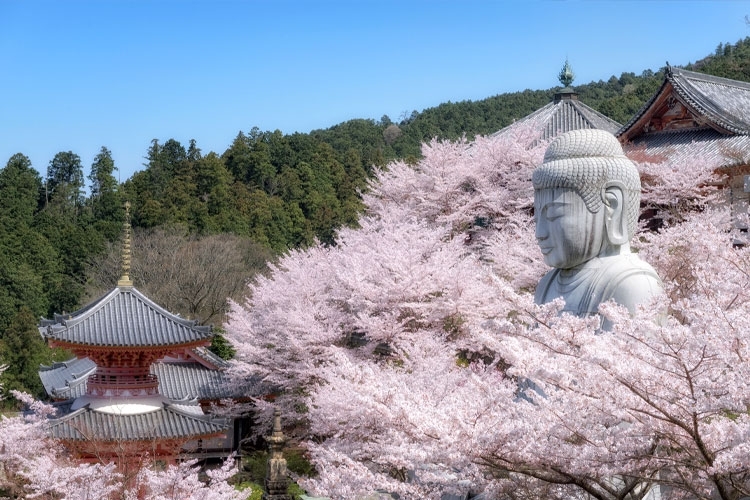 Nara Kintetsu sightseeing train Aoniyoshi Blue Symphony