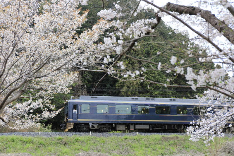 Nara's cherry blossoms on Kintetsu sightseeing train : Aoniyoshi & Blue Symphony