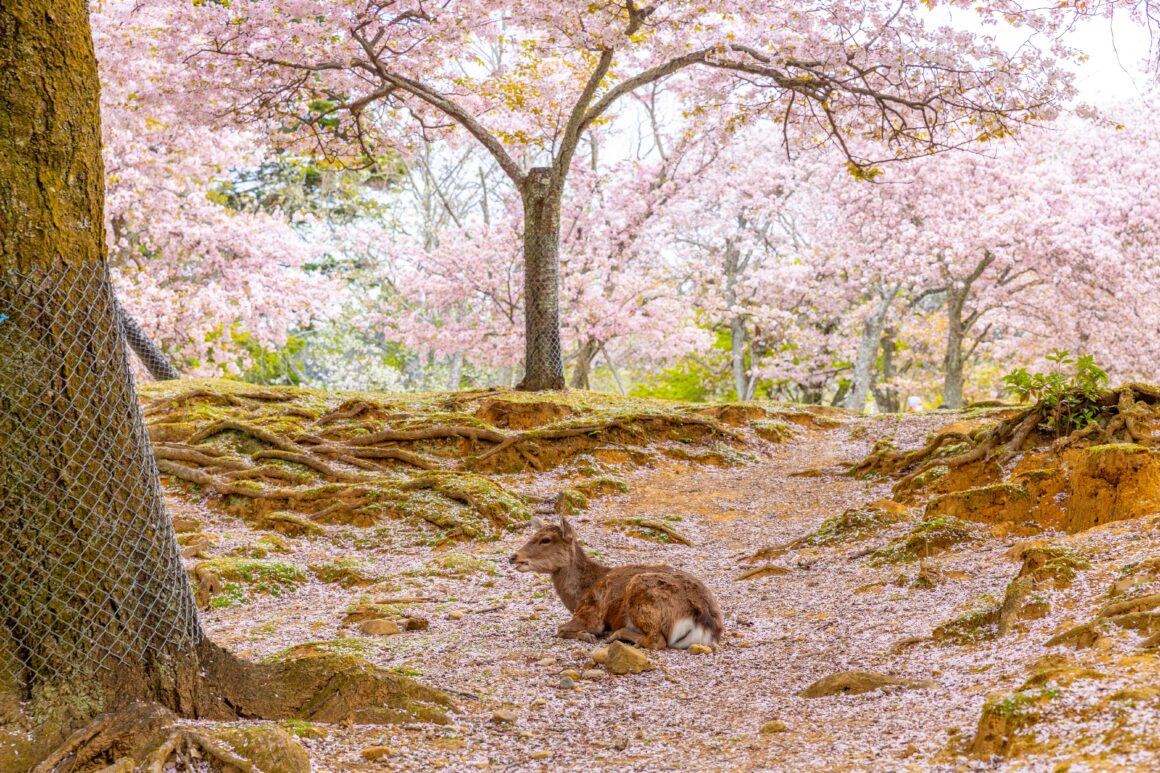 Nara's cherry blossoms on Kintetsu sightseeing train : Aoniyoshi & Blue Symphony