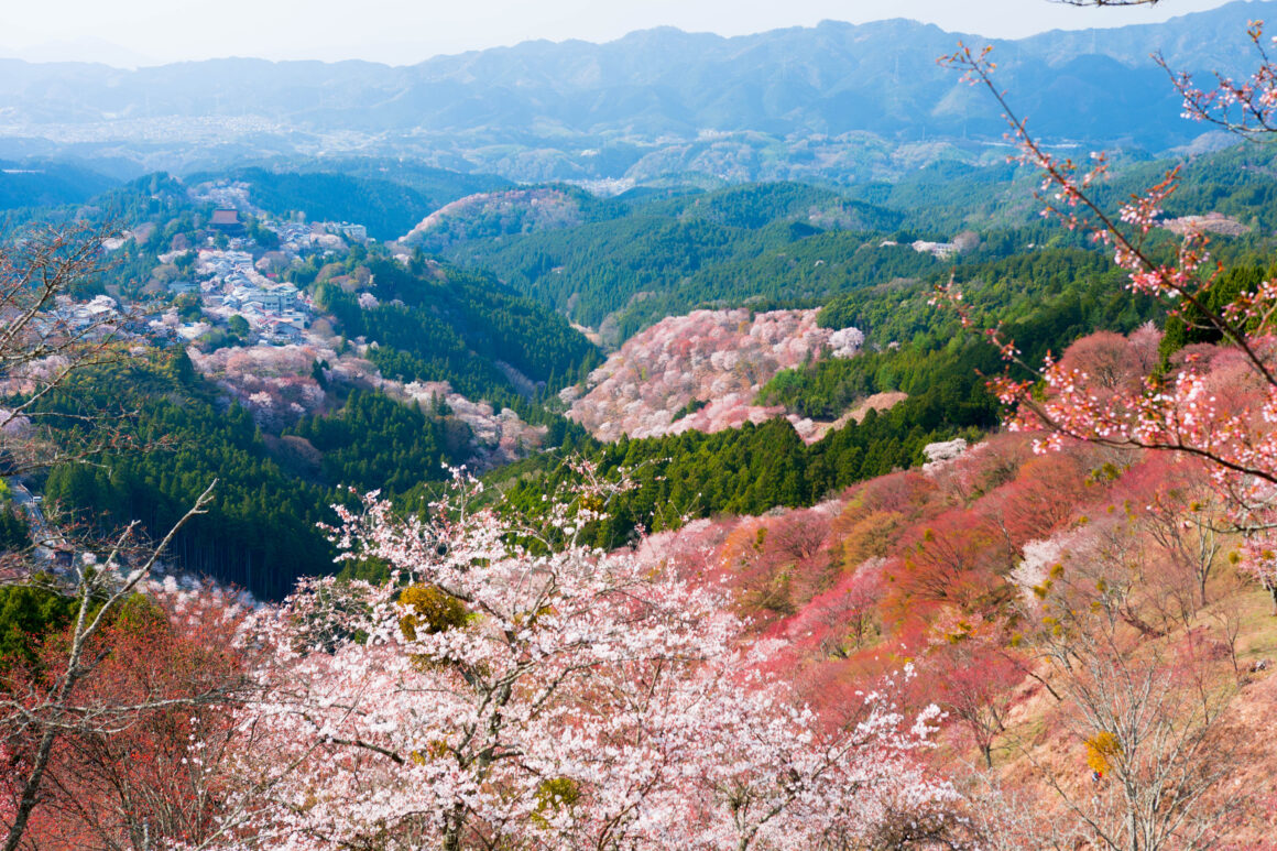 Nara's cherry blossoms on Kintetsu sightseeing train : Aoniyoshi & Blue Symphony