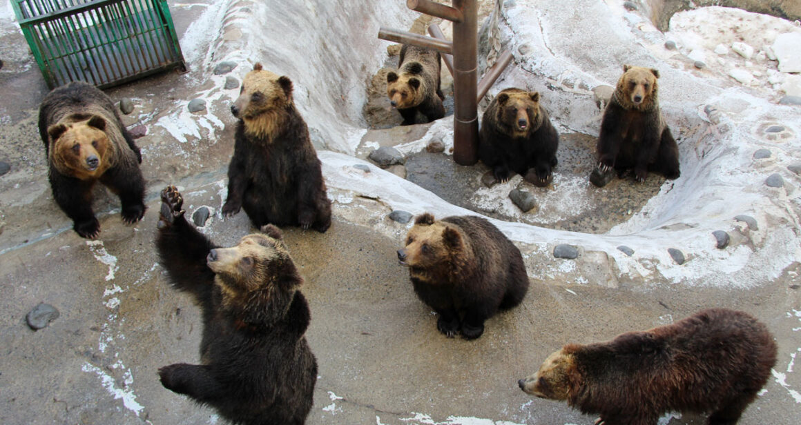 หมี ฮอกไกโด Noboribetsu Bear Park