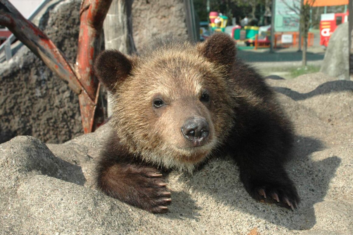 หมี ฮอกไกโด Noboribetsu Bear Park