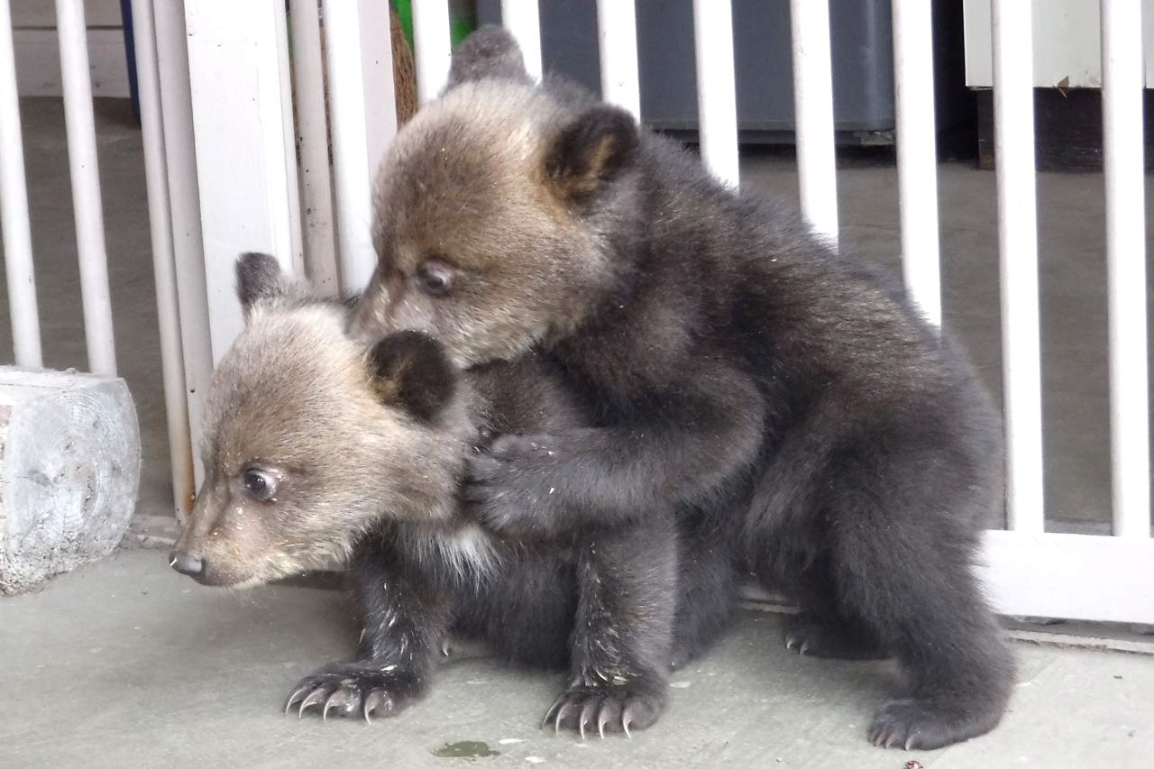 หมี ฮอกไกโด Noboribetsu Bear Park