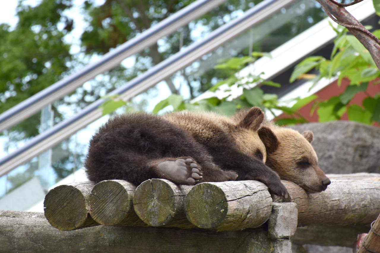 หมี ฮอกไกโด Noboribetsu Bear Park