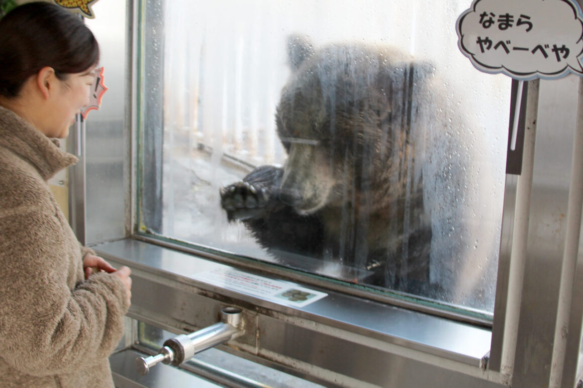 หมี ฮอกไกโด Noboribetsu Bear Park