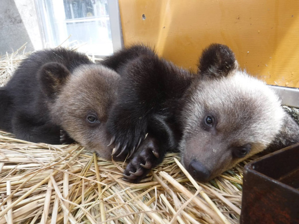 หมี ฮอกไกโด Noboribetsu Bear Park