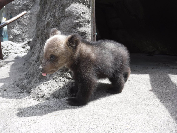 หมี ฮอกไกโด Noboribetsu Bear Park