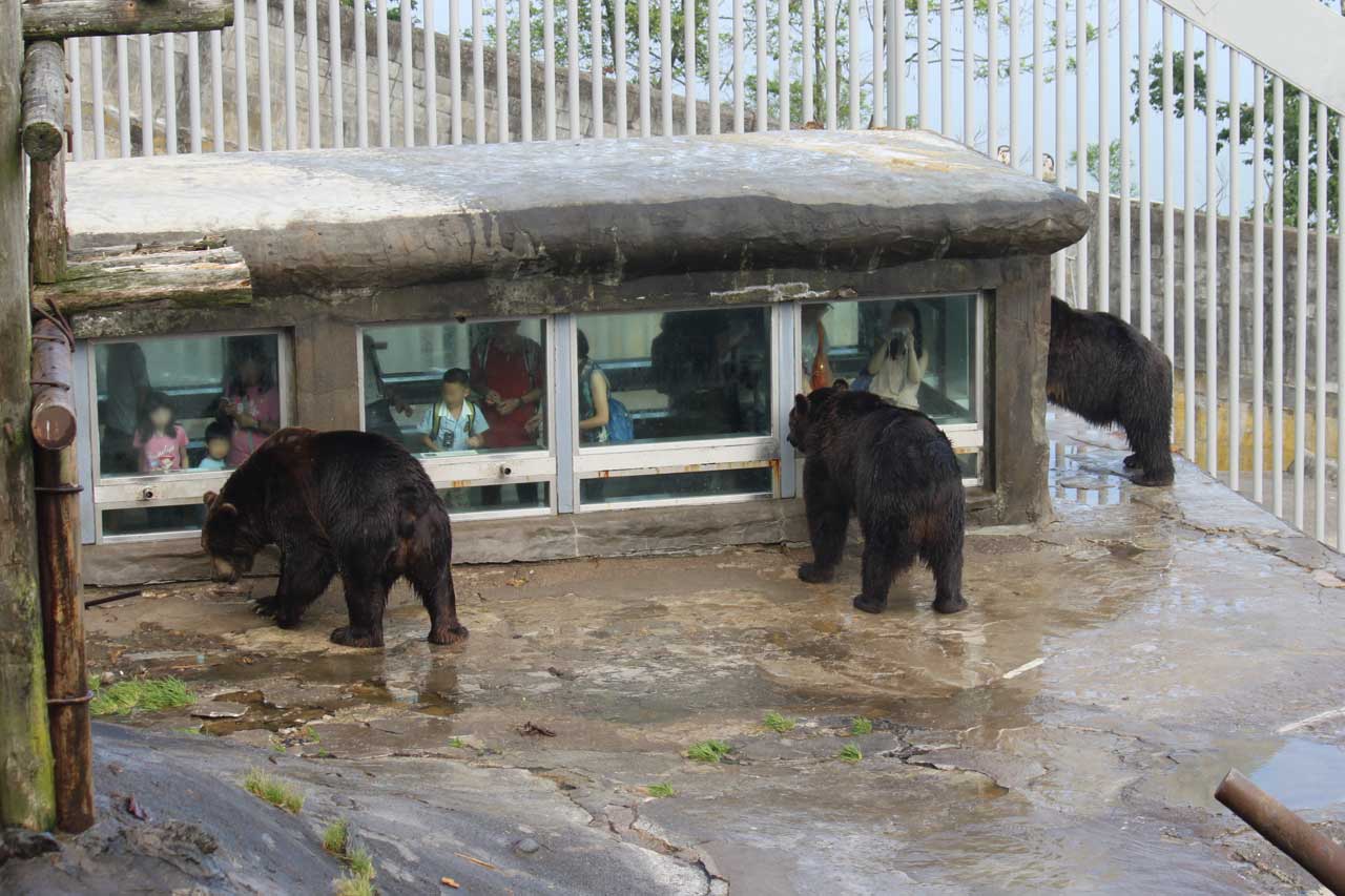 หมี ฮอกไกโด Noboribetsu Bear Park
