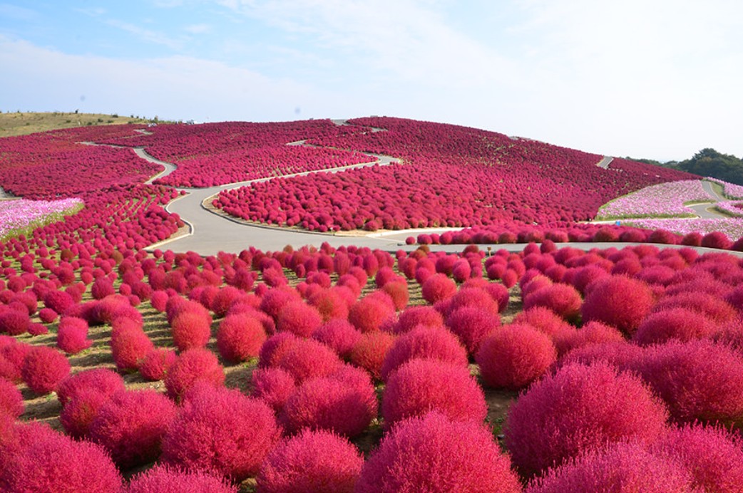 ฮิตาจิ ซีไซด์ ปาร์ค (Hitachi Seaside Park)