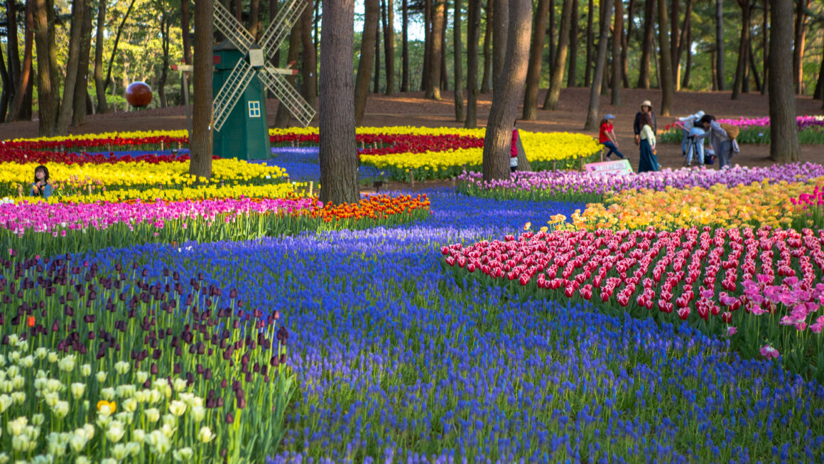ฮิตาจิ ซีไซด์ ปาร์ค (Hitachi Seaside Park)