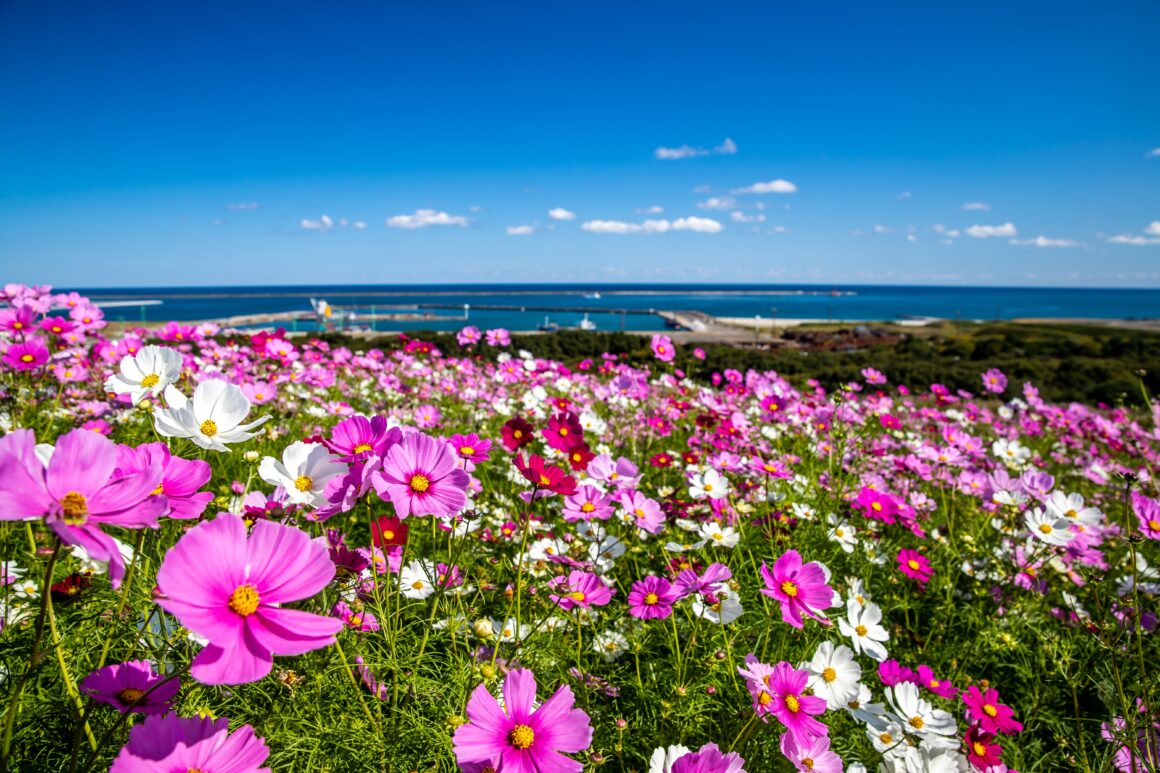 ฮิตาจิ ซีไซด์ ปาร์ค (Hitachi Seaside Park)