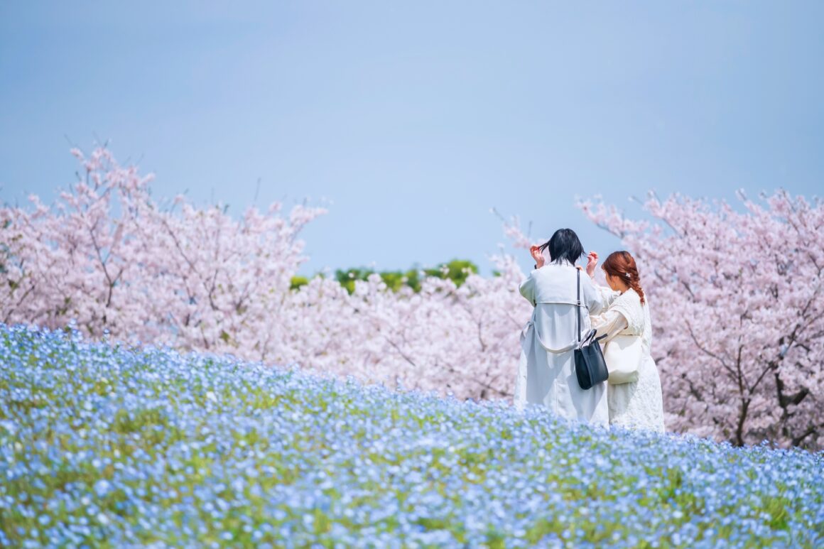 ฮิตาจิ ซีไซด์ ปาร์ค (Hitachi Seaside Park)