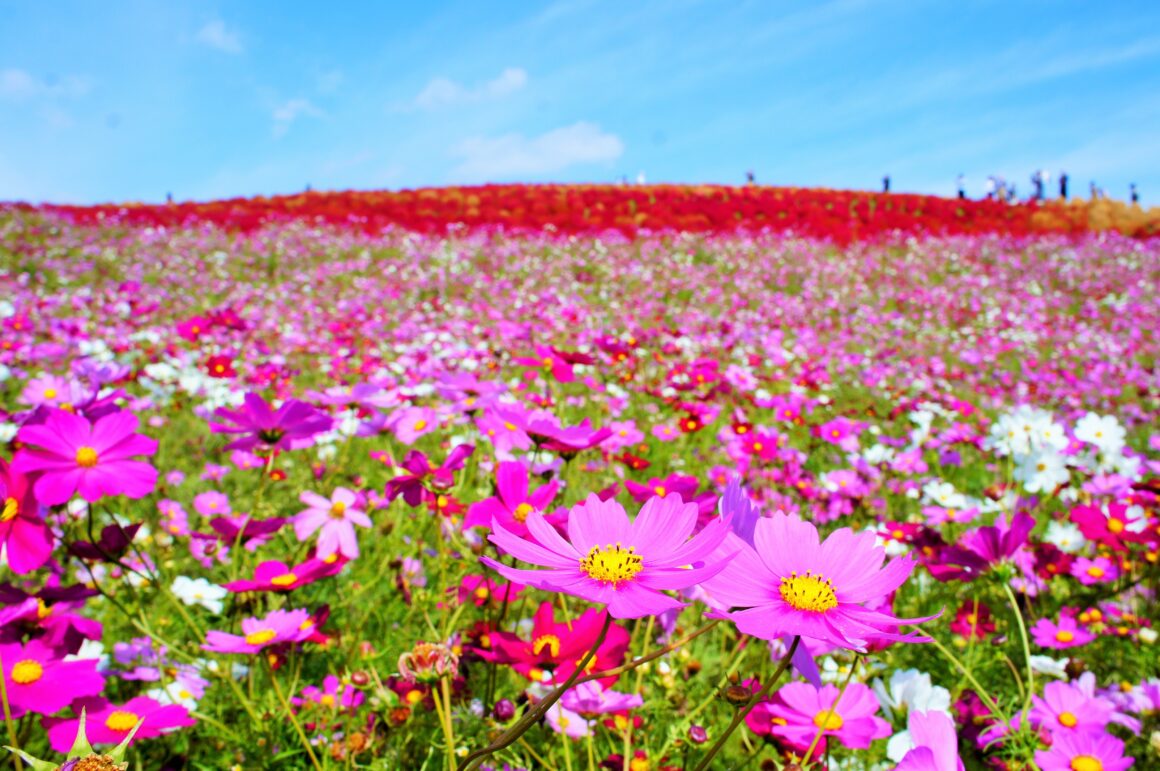 ฮิตาจิ ซีไซด์ ปาร์ค (Hitachi Seaside Park)