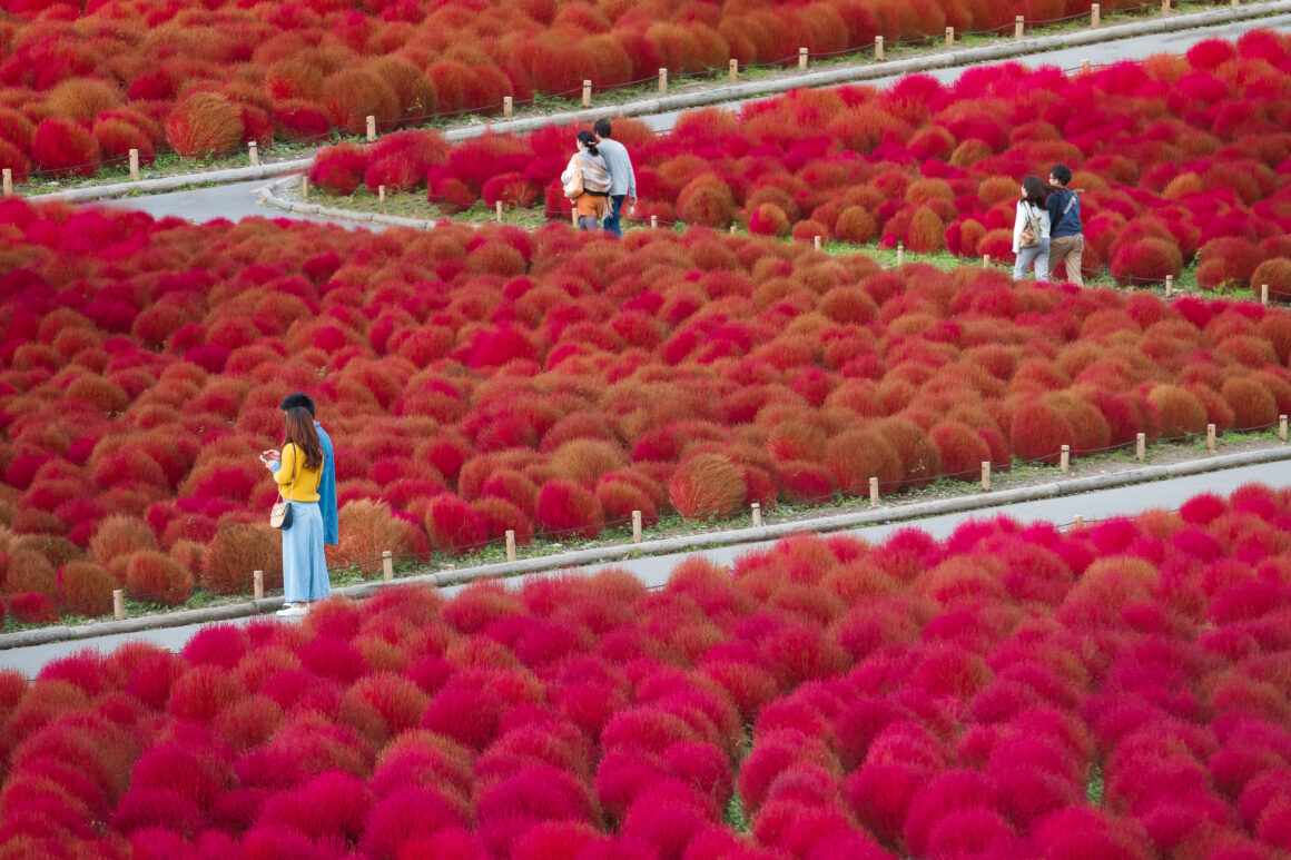 ฮิตาจิ ซีไซด์ ปาร์ค (Hitachi Seaside Park)