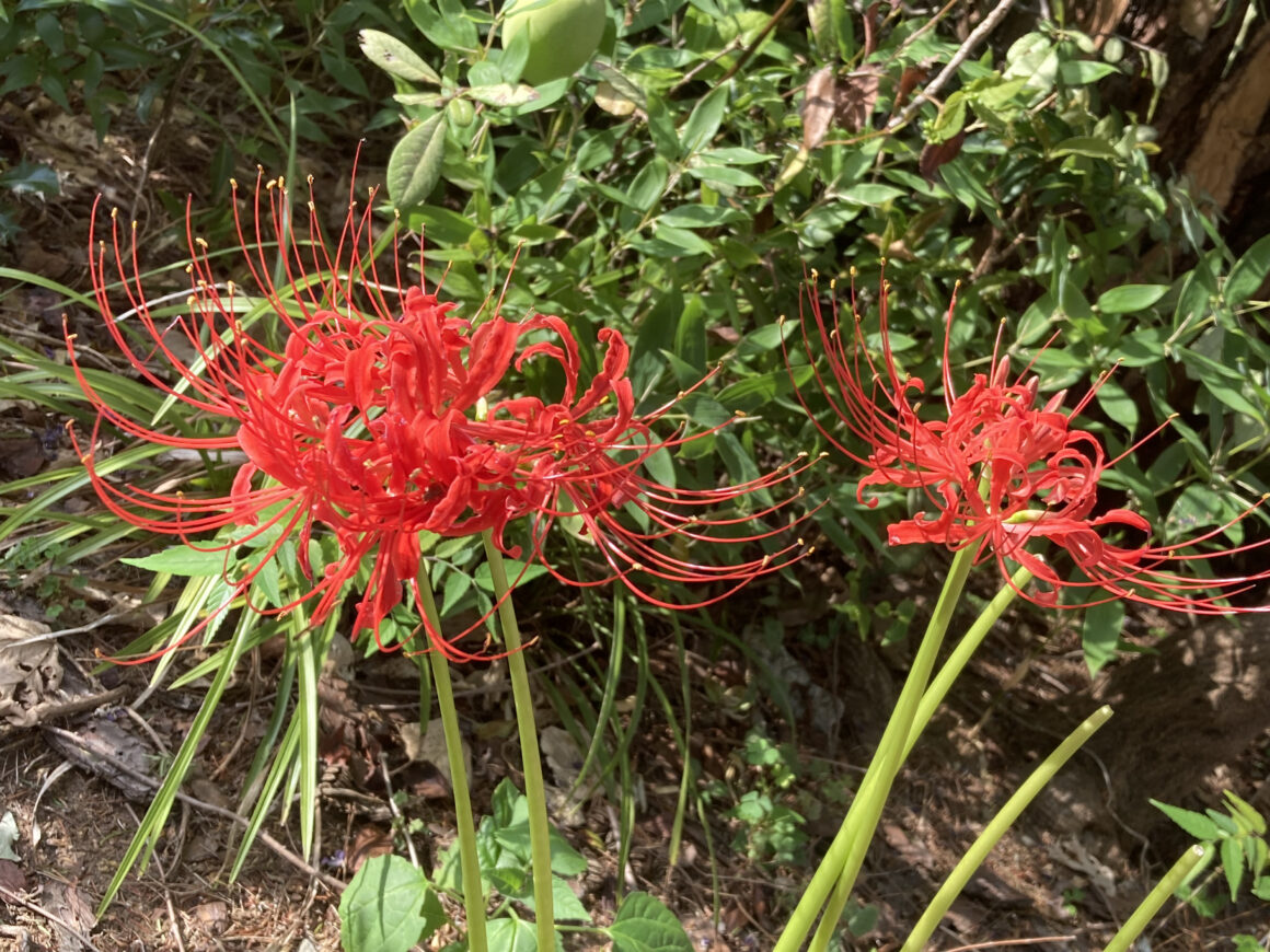 วัดทาคาฮาตะ ฟุโดซัง